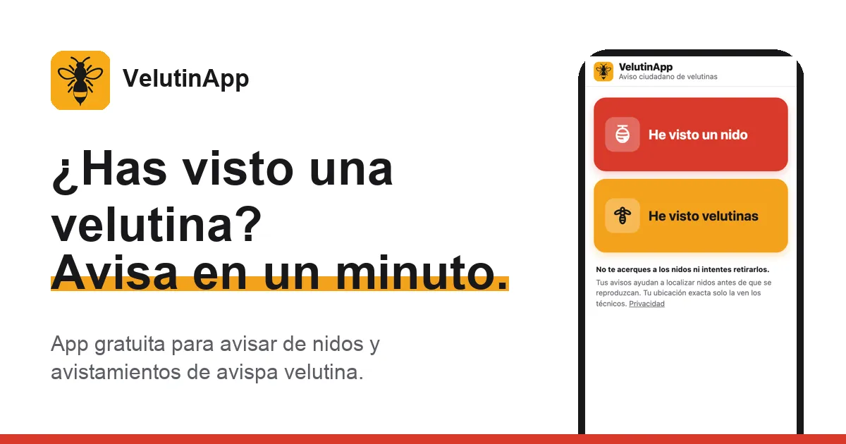 VelutinApp: ¿Has visto una velutina? Avisa en un minuto